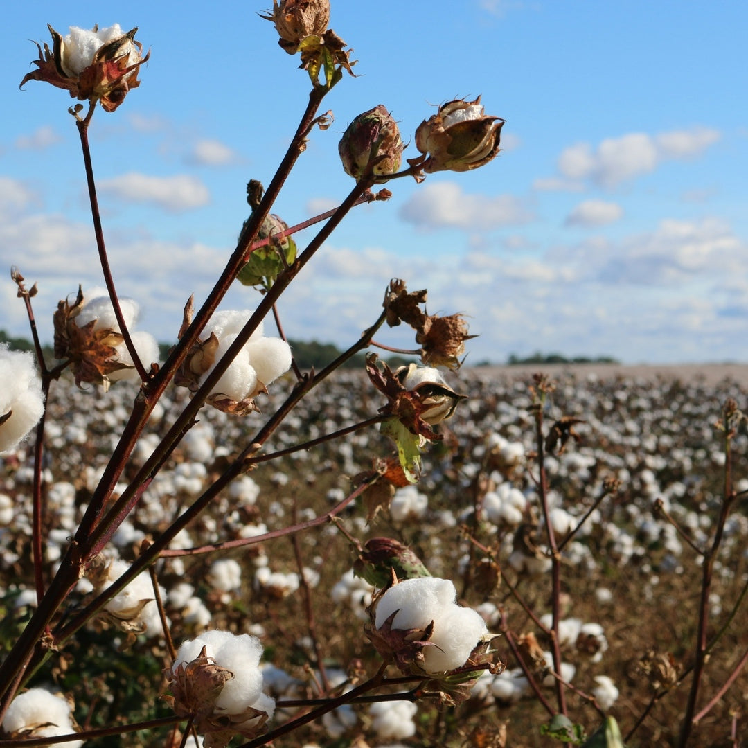 Field of organic cotton