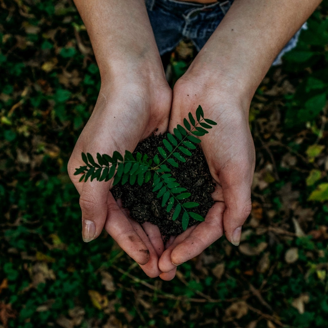 Hands holding soil and a plant