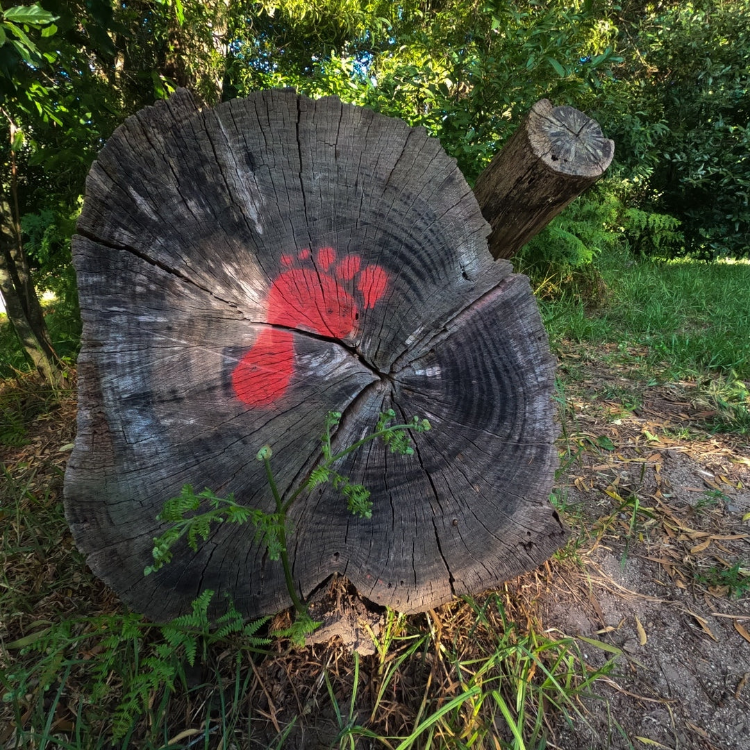 Chopped down tree with a footprint