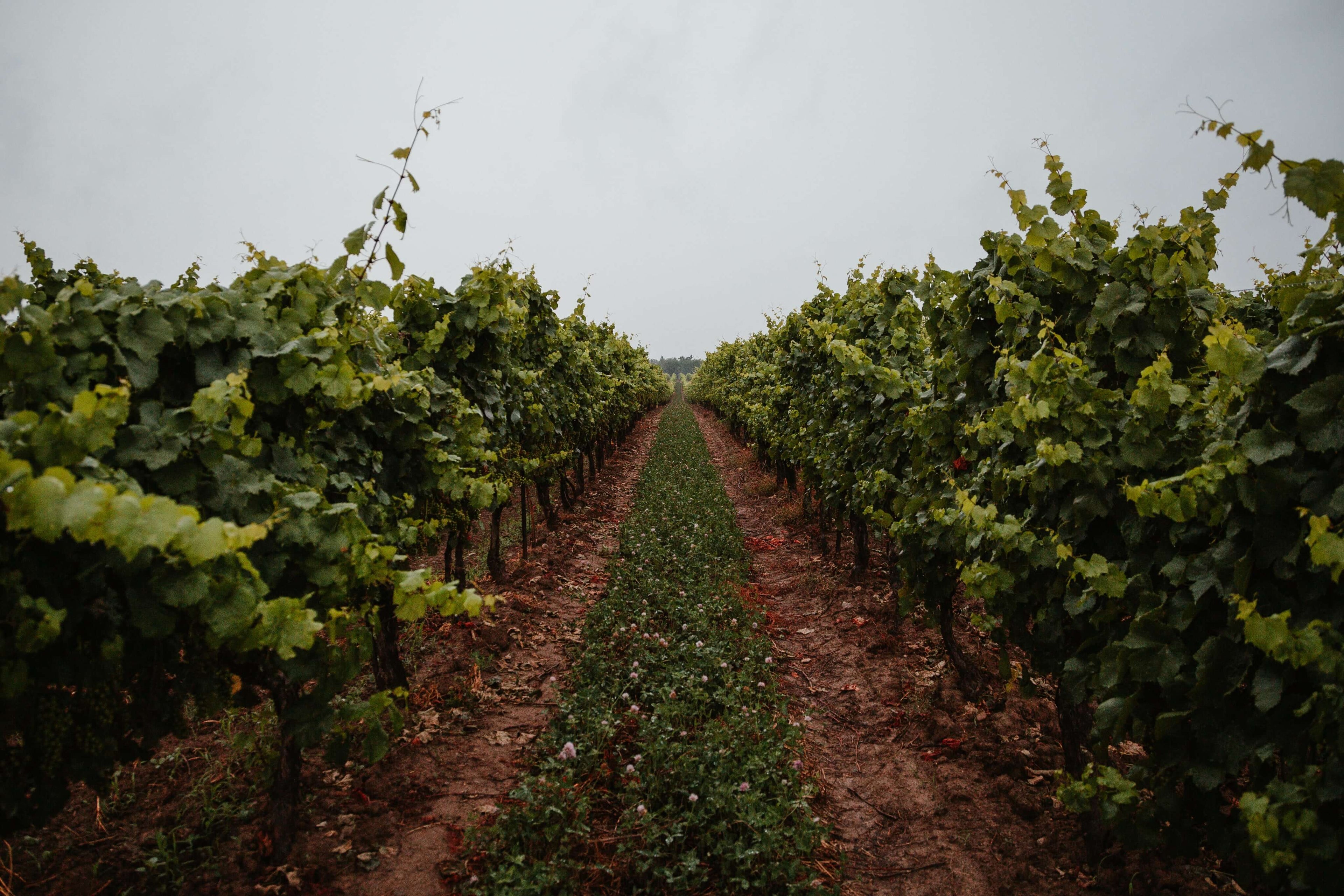 a grassy path down a vineyard